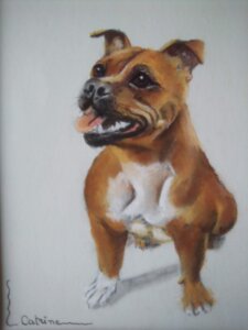 Portrait d'une petite Staffy marron, cravate blanche