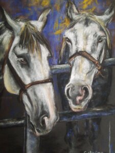 Face à face entre 2 chevaux blanc près d'une barrière