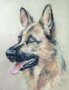 Portrait d'un berger allemand sur fond beige