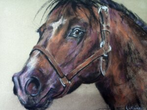 Regard d'un cheval marron avec harnais