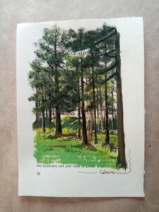 Grands sapins en pleine forêt avec un tapis de mousse au pied