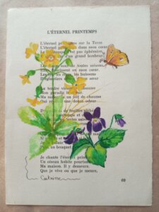 Violette, primevère le printemps est là avec ce papillon qui butine