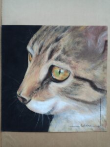 Gros plan sur le regard d'un chaton