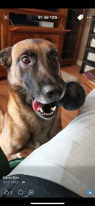 Photo d'un malinois pour réaliser le portrait aux pastels