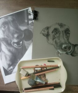 Croquis d'un malinois avec les crayons utilisés