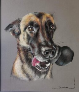 Portrait d'un Malinois avec son jouet dans la gueule