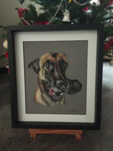 Le même malinois dessiné et encadré