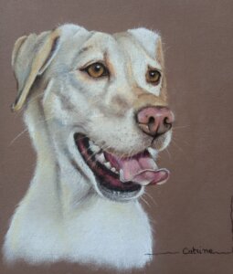 Jolie petite labrador couleur sable