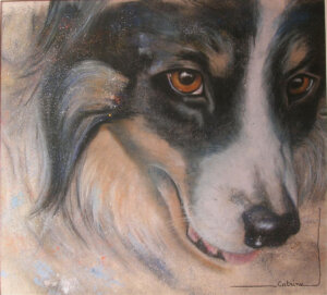 Gros plan sur le regard d'un chien Border Collie