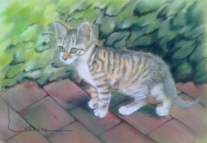 chaton qui marche dans un jardin