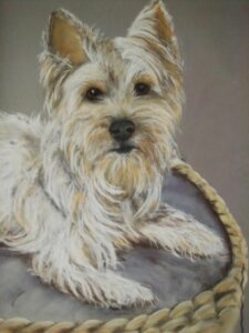 Petit yorkshire beige dans son panier