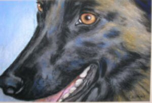 Gros plan sur le regard d'une malinoise