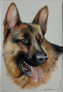 Portrait d'un berger allemand aux pastels secs